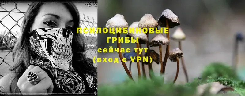 закладка  Новоузенск  Галлюциногенные грибы Magic Shrooms 